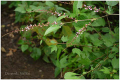 Desmodium triquetrum